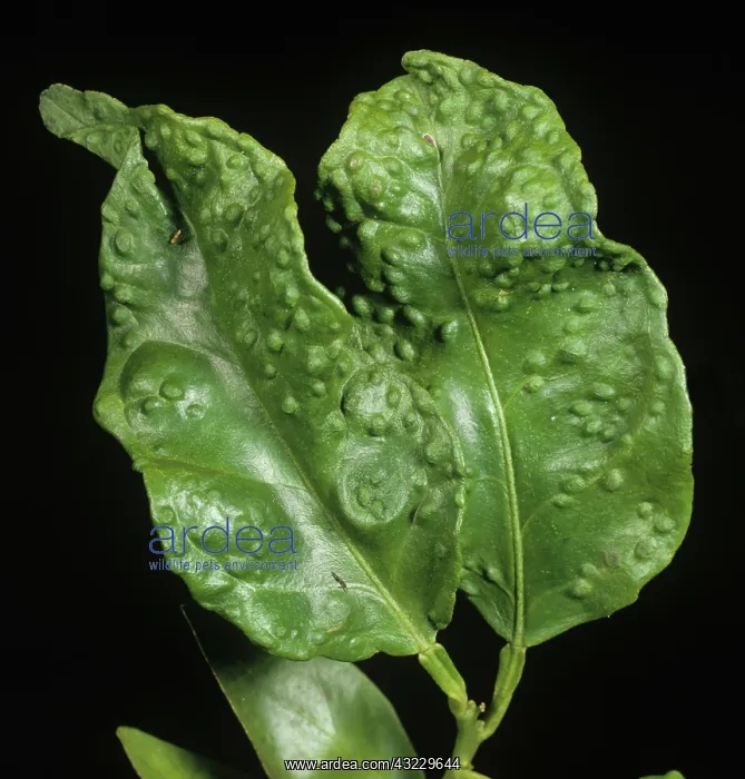 : Citrus Psyllid damage to Orange leaf : Citrus Psyllid damage to Orange leaf