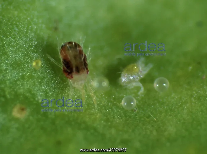 : Citrus red spider mite : Citrus red spider mite