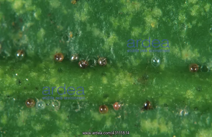 : Citrus red spider mite eggs : Citrus red spider mite eggs