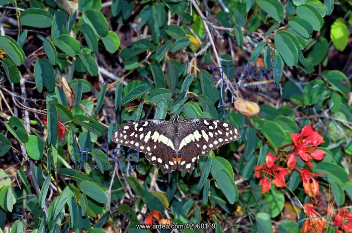 : Citrus Swallowtail - adult at rest on Pride-of-the-Cape : Citrus Swallowtail - adult at rest on Pride-of-the-Cape