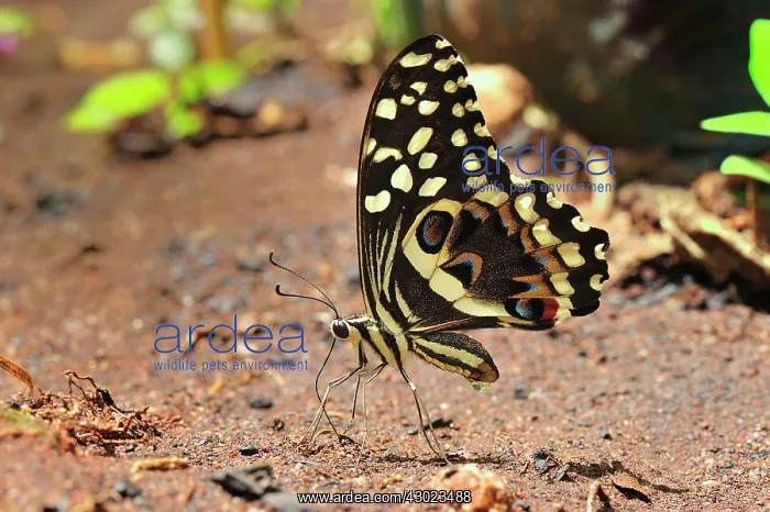 : Citrus Swallowtail Butterfly : Citrus Swallowtail Butterfly
