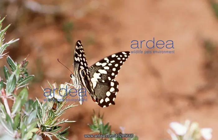 : Citrus Swallowtail Butterfly : Citrus Swallowtail Butterfly