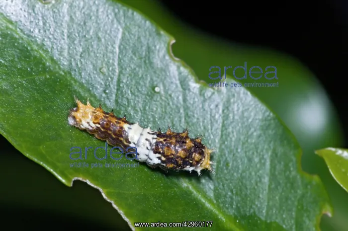 : Citrus Swallowtail Butterfly - caterpillar, early : Citrus Swallowtail Butterfly - caterpillar, early