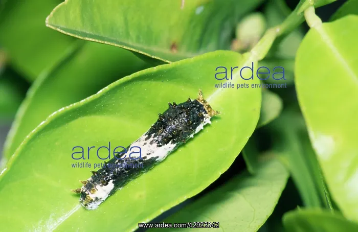 : Citrus Swallowtail Butterfly larva / caterpillar : Citrus Swallowtail Butterfly larva / caterpillar