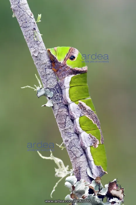 : Citrus Swallowtail Butterfly - mature caterpillar : Citrus Swallowtail Butterfly - mature caterpillar