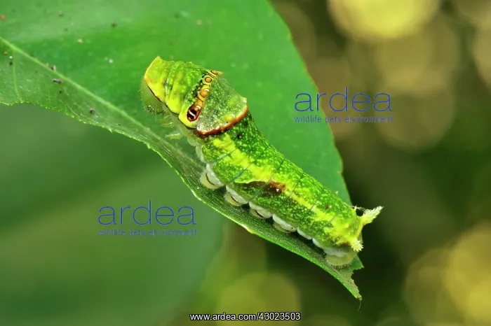 : Citrus Swallowtail / Christmas Caterpillar : Citrus Swallowtail / Christmas Caterpillar