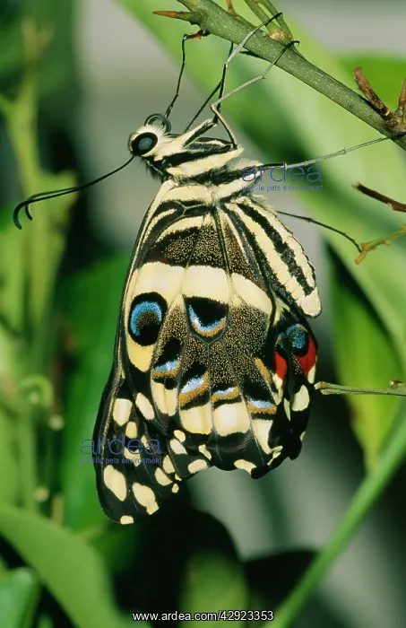 : Citrus Swallowtail - Imago, expanding wings after emerging : Citrus Swallowtail - Imago, expanding wings after emerging