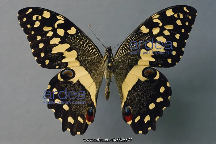 : Citrus Swallowtail Under Normal Light (1 of 2) : Citrus Swallowtail Under Normal Light (1 of 2)