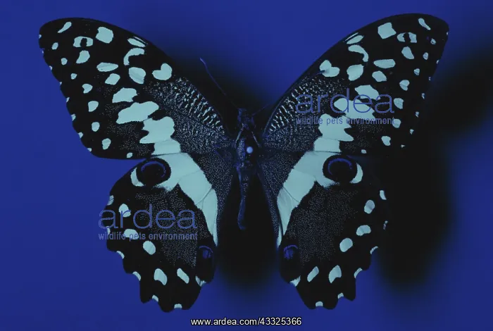: Citrus Swallowtail Under UV Light (2 of 2) : Citrus Swallowtail Under UV Light (2 of 2)