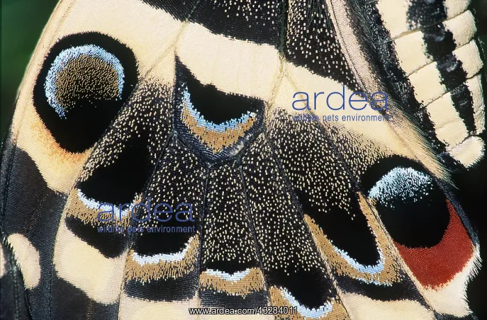 : CITRUS SWALLOWTAIL - WING SCALES : CITRUS SWALLOWTAIL - WING SCALES