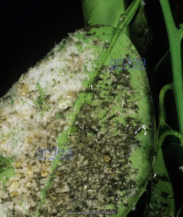 : Citrus Whitefly and sooty mold on leaf : Citrus Whitefly and sooty mold on leaf