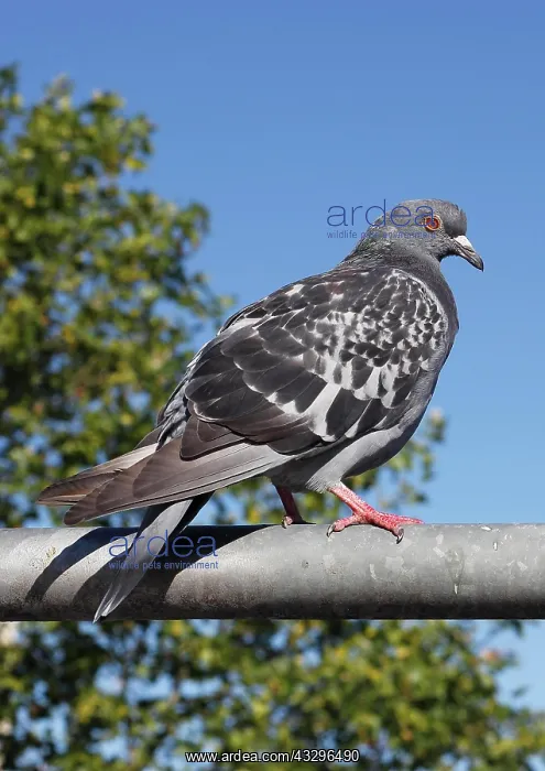 : City domestic pigeon (Columba livia f. domestica) : City domestic pigeon (Columba livia f. domestica)