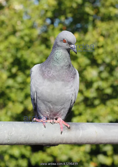 : City domestic pigeon (Columba livia f. domestica) : City domestic pigeon (Columba livia f. domestica)