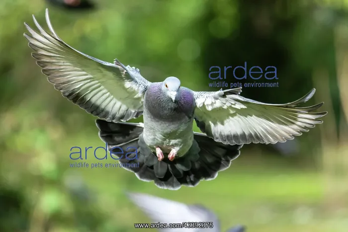 : City dove (Columba livia forma domestica) in flight : City dove (Columba livia forma domestica) in flight