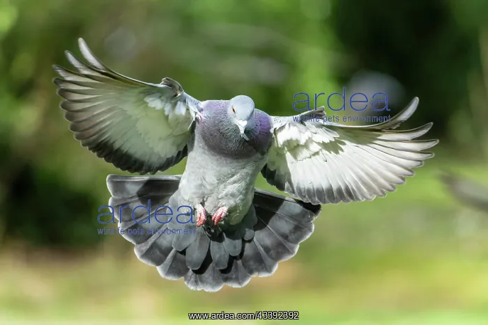 : City dove (Columba livia forma domestica) in flight : City dove (Columba livia forma domestica) in flight