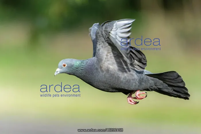 : City dove (Columba livia forma domestica) in flight : City dove (Columba livia forma domestica) in flight