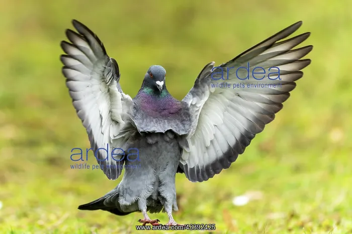: City dove (Columba livia forma domestica) in flight : City dove (Columba livia forma domestica) in flight