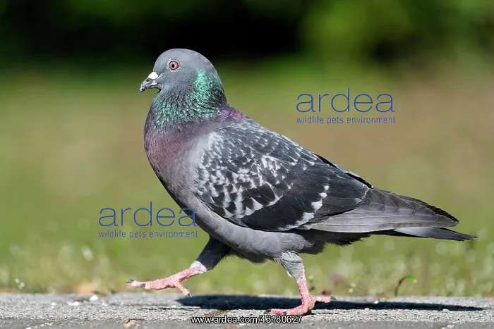 : City dove (Columba livia forma domestica) mating : City dove (Columba livia forma domestica) mating