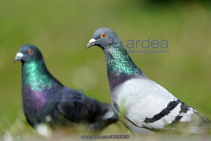 : City dove (Columba livia forma domestica) mating : City dove (Columba livia forma domestica) mating