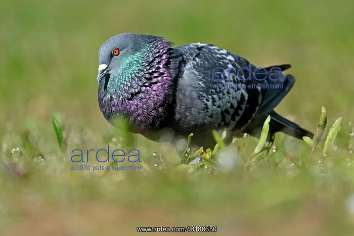 : City dove (Columba livia forma domestica) mating : City dove (Columba livia forma domestica) mating