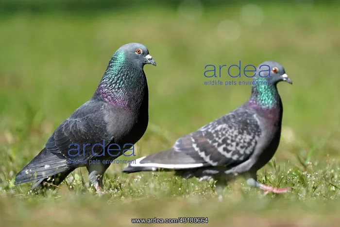 : City dove (Columba livia forma domestica) mating : City dove (Columba livia forma domestica) mating