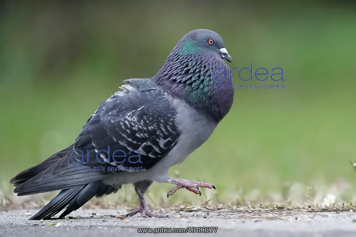 : City dove (Columba livia forma domestica) mating : City dove (Columba livia forma domestica) mating