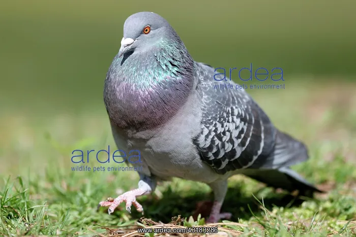 : City dove (Columba livia forma domestica) mating : City dove (Columba livia forma domestica) mating