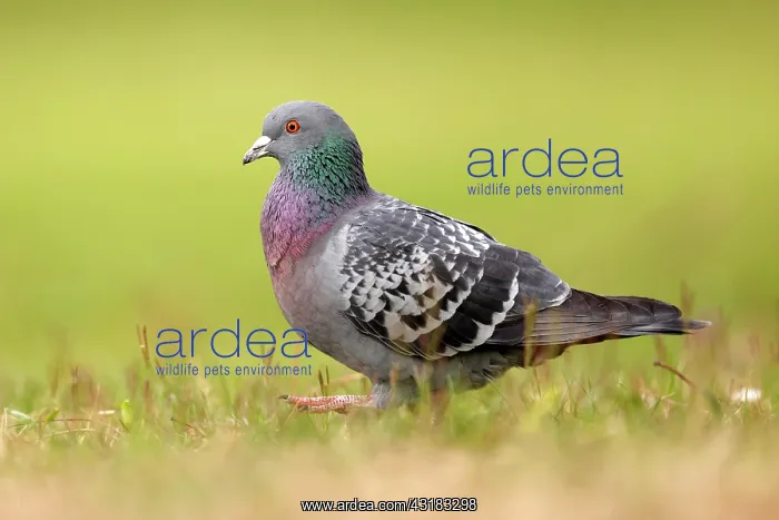 : City dove (Columba livia forma domestica) running : City dove (Columba livia forma domestica) running