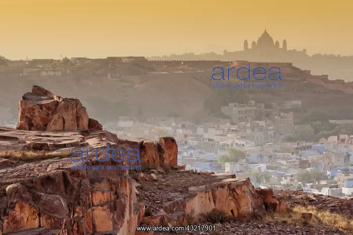 : The city of Jodhpur, India (Blue City) and : The city of Jodhpur, India (Blue City) and