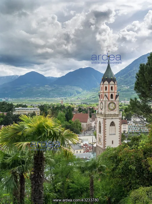 : City of Meran (Merano) with church. South : City of Meran (Merano) with church. South