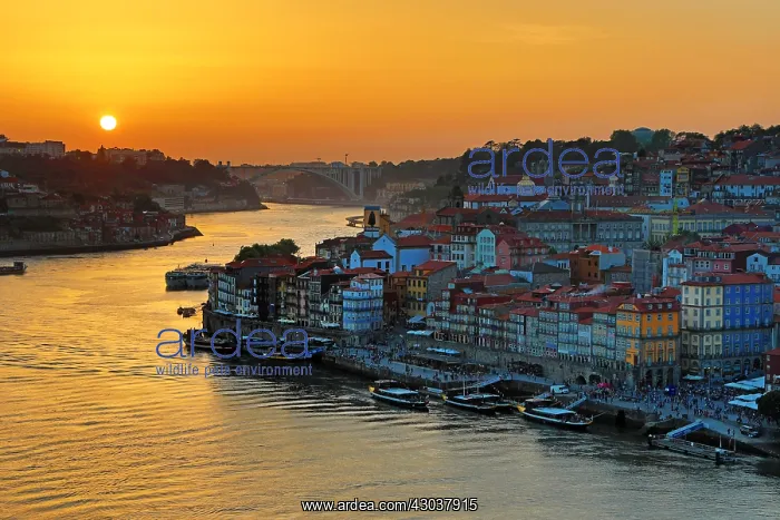 : The City of Porto and the River Douro at sunset : The City of Porto and the River Douro at sunset