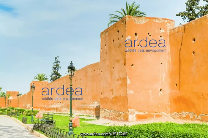 : City Ramparts, Marrakech, Morocco : City Ramparts, Marrakech, Morocco