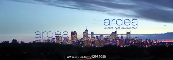 : City skyline in the evening. Melbourne, Victoria, Australia : City skyline in the evening. Melbourne, Victoria, Australia