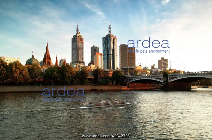 : City skyline and Princes Bridge.on the Yarra River : City skyline and Princes Bridge.on the Yarra River