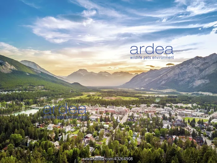 : Cityscape of Banff in canadian Rocky Mountains : Cityscape of Banff in canadian Rocky Mountains