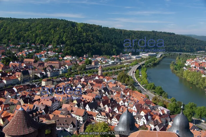 : Cityscape with confluence of Tauber and : Cityscape with confluence of Tauber and
