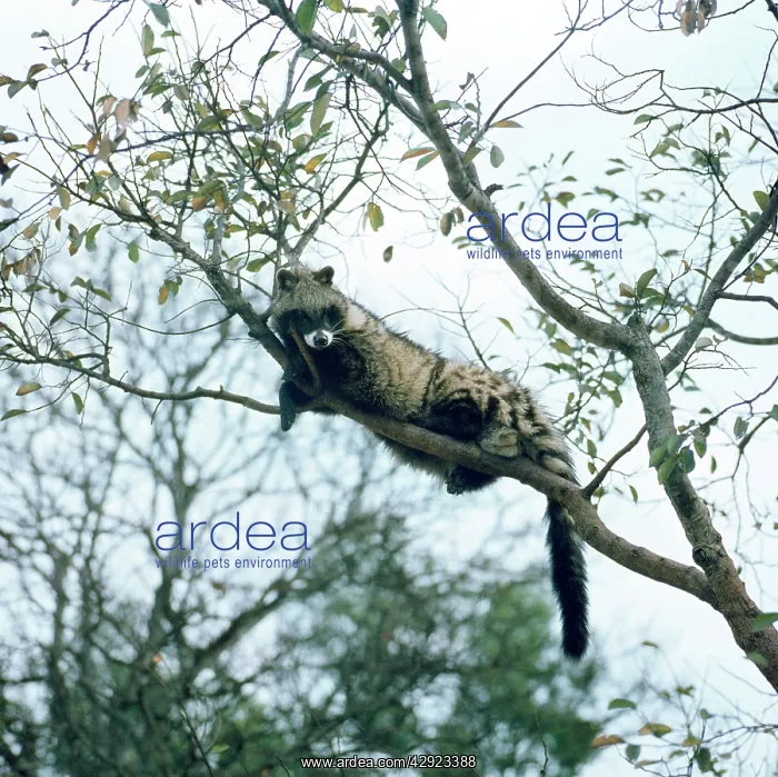 : Civet (Civettictis civetta). formerly known as Viverra civetta : Civet (Civettictis civetta). formerly known as Viverra civetta