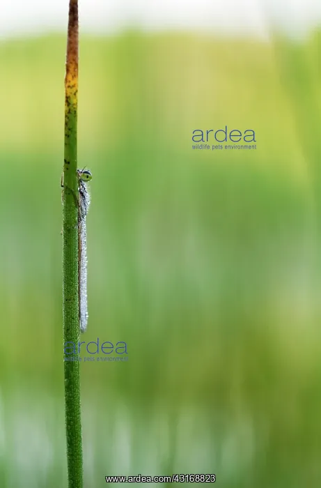 : Civil Bluet : Civil Bluet