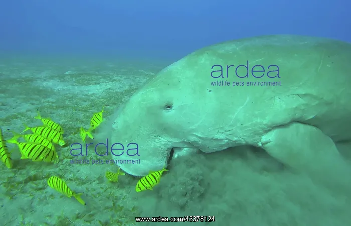 : Ckose-up of Sea Cow (Dugong dugon) eating algae : Ckose-up of Sea Cow (Dugong dugon) eating algae