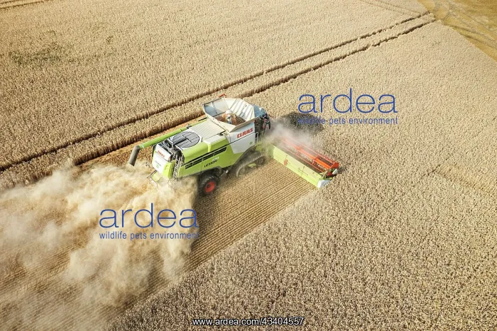 : Claas combine harvester, drone photo, grain harvest : Claas combine harvester, drone photo, grain harvest