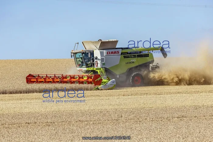  : Claas combine harvester, grain harvest, harvesting
