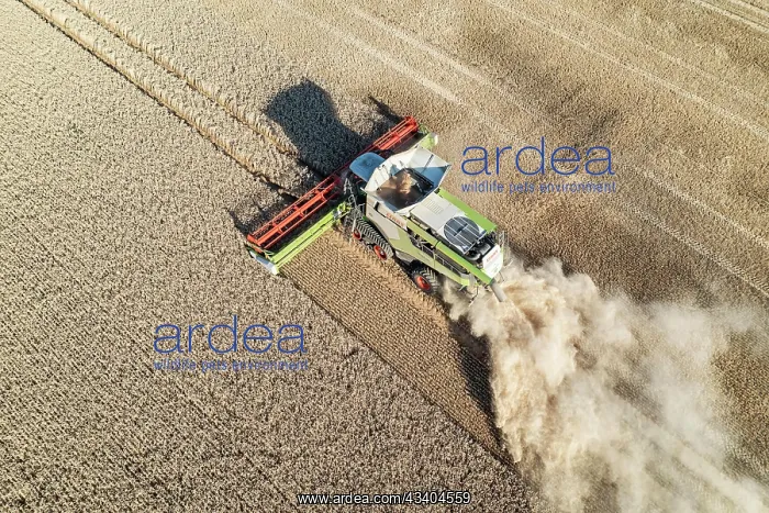 : Claas combine harvester, grain harvest, harvesting : Claas combine harvester, grain harvest, harvesting
