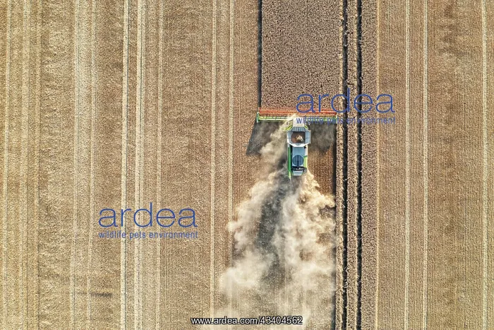 : Claas combine harvester, grain harvest, harvesting : Claas combine harvester, grain harvest, harvesting