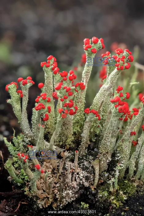 : Cladonia macilenta - a red-tipped lichen growin : Cladonia macilenta - a red-tipped lichen growin