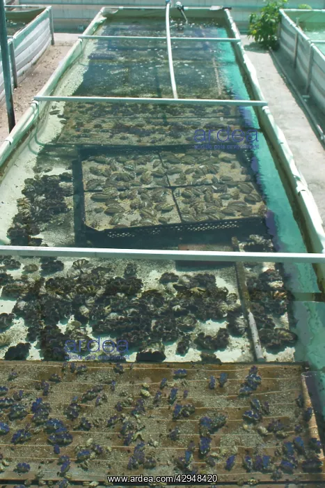  : Clam Farm - Trays of Tridacna maxima foreground