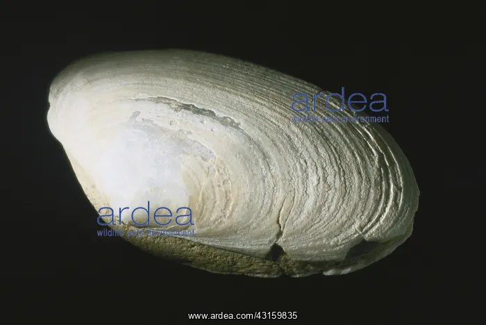 : Clam Fossil : Clam Fossil