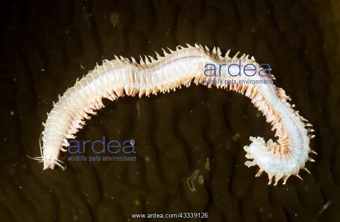 : CLAM WORM (POLYCHAETE WORM) : CLAM WORM (POLYCHAETE WORM)