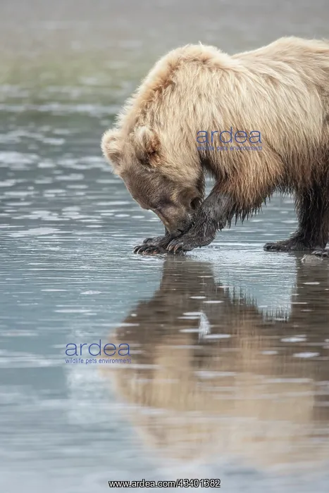 : Clamming brown bear reflected at low tide along Cook Inlet : Clamming brown bear reflected at low tide along Cook Inlet