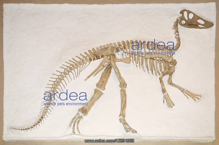 : Claosaurus Fossil : Claosaurus Fossil