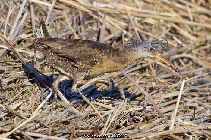 : Clapper Rail : Clapper Rail